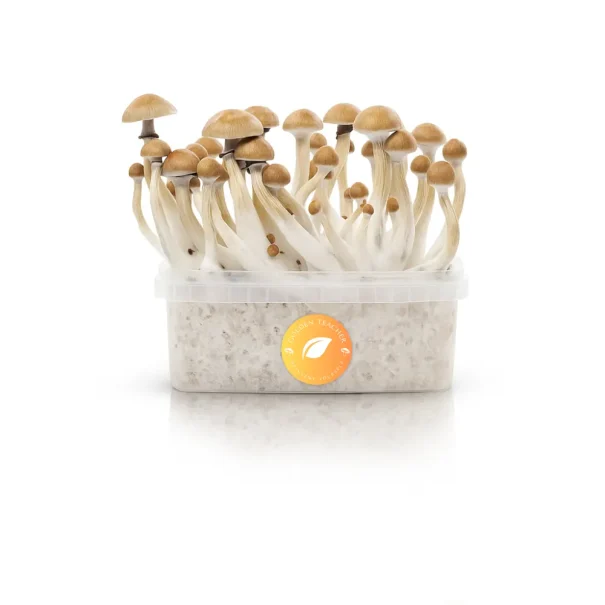 Golden Teacher grow kit