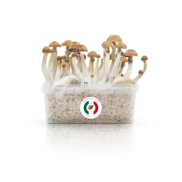 Magic Mushroom Grow Kit - Mexican