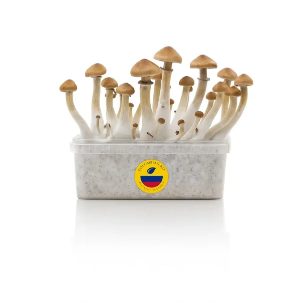 Magic Mushroom Grow Kit - Colombian