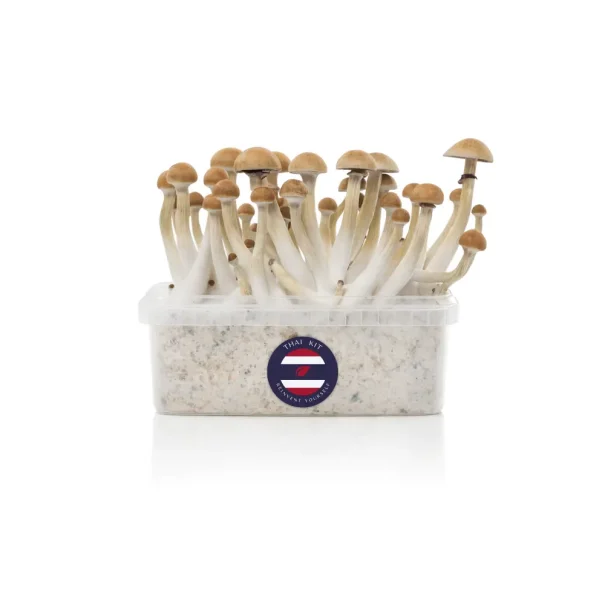 Magic Mushroom Grow Kit - Thai