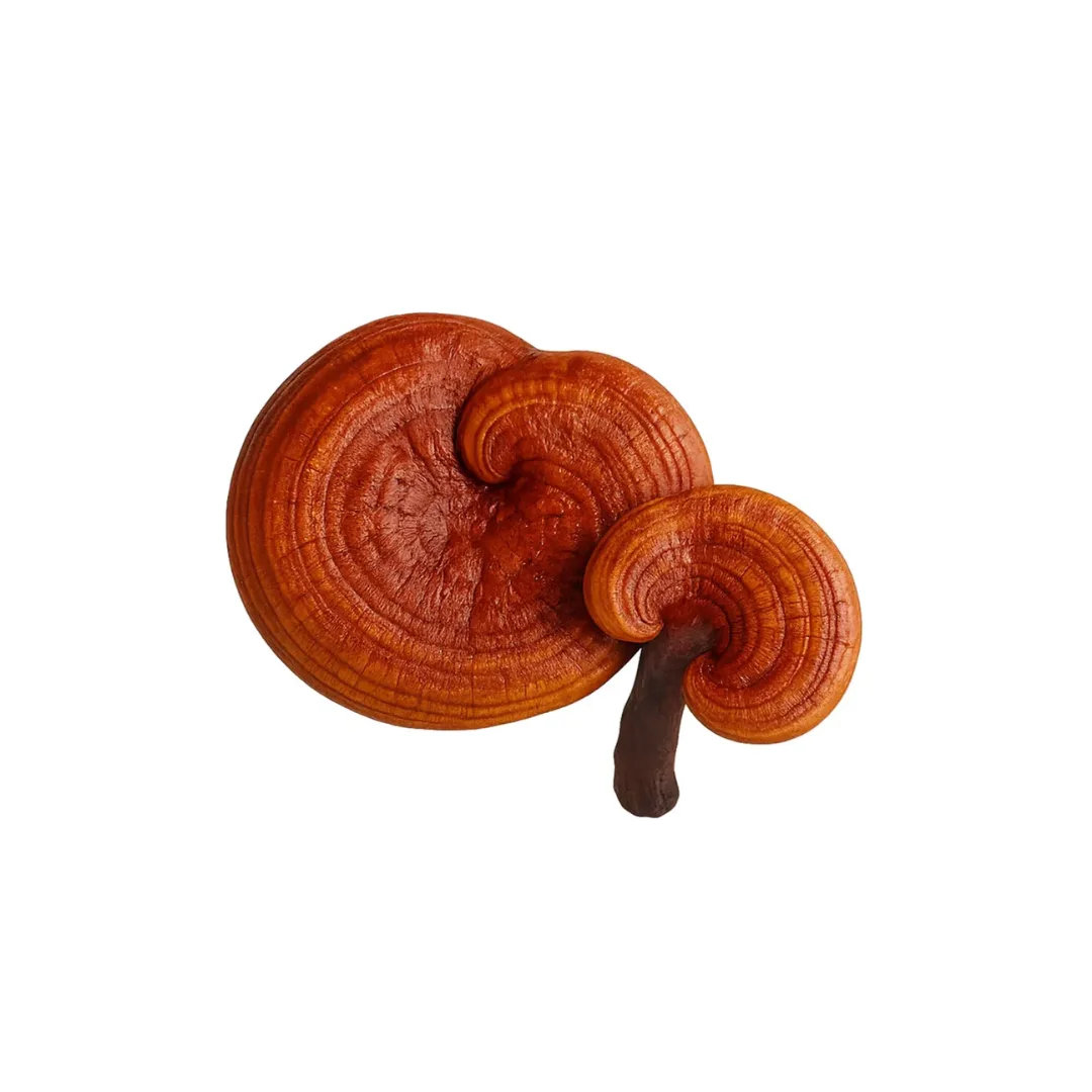 Reishi mushroom