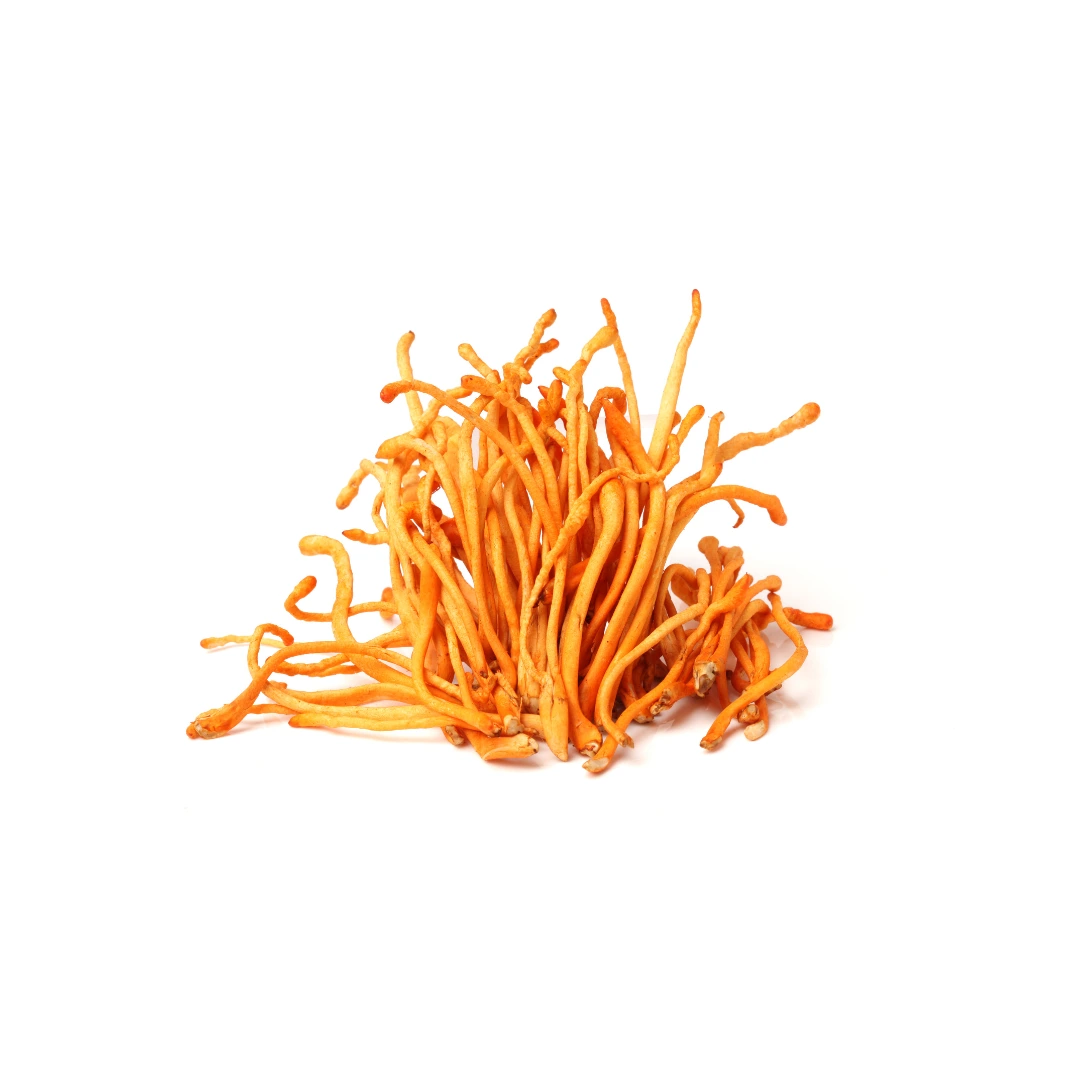 Cordyceps mushroom