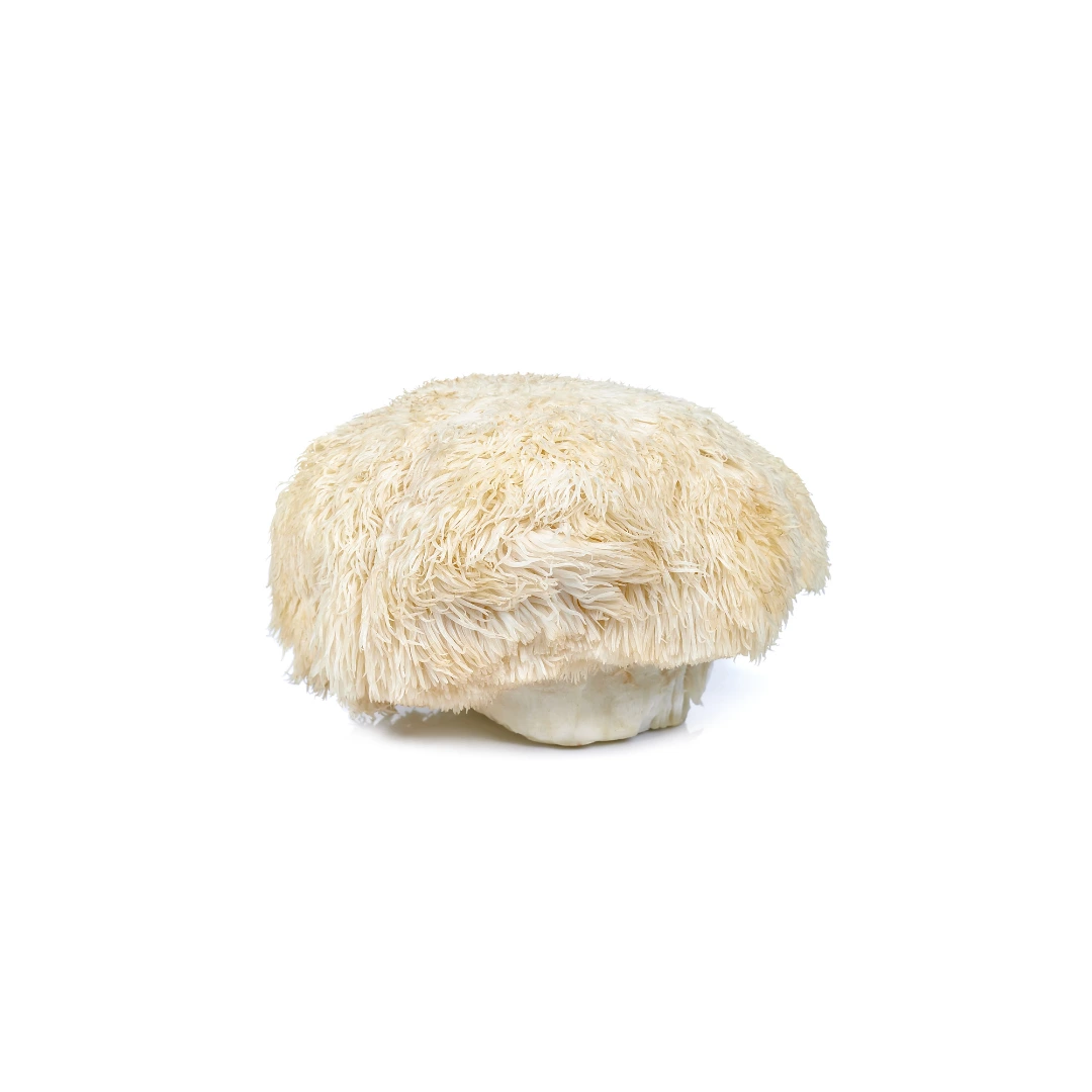 Lion's Mane mushroom