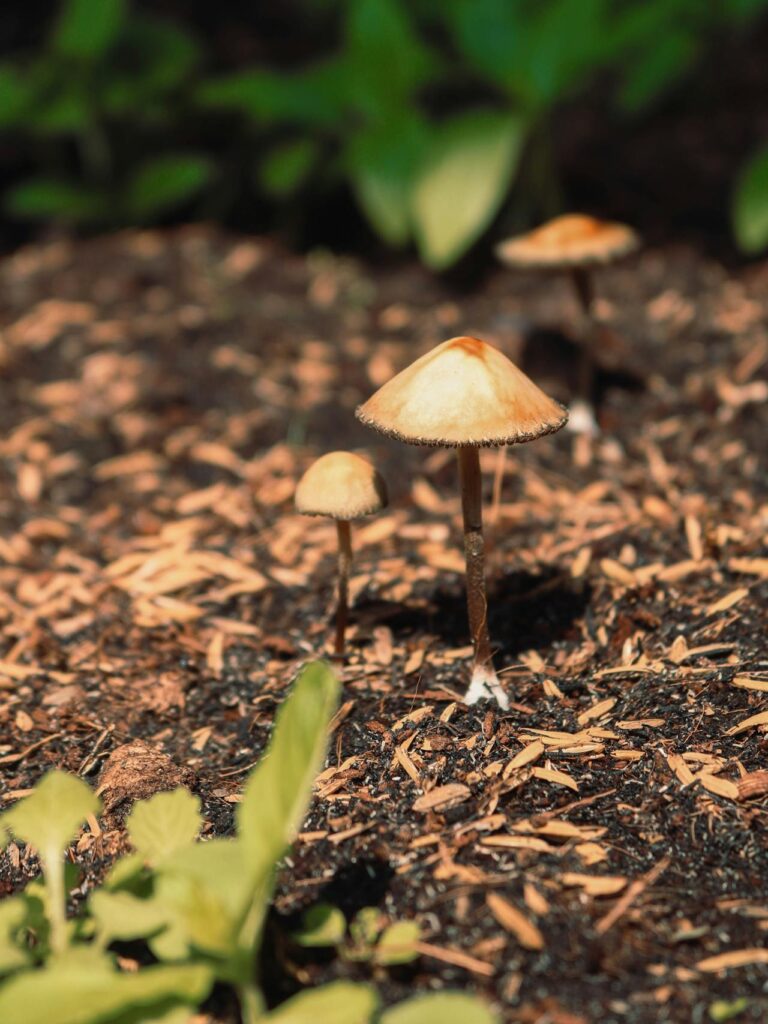 How psilocybin shapes the mind