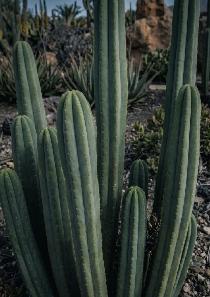 San Pedro als natuurlijke bron van mescaline