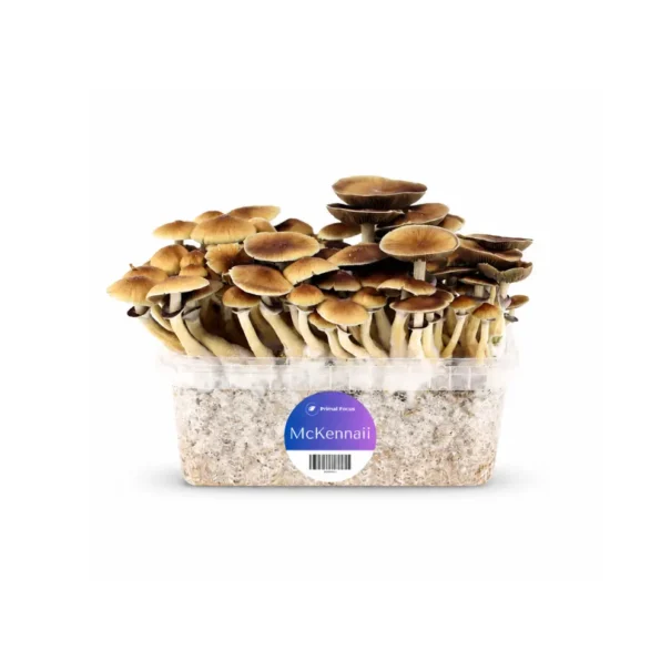 Magic Mushroom Grow Kit - McKennaii