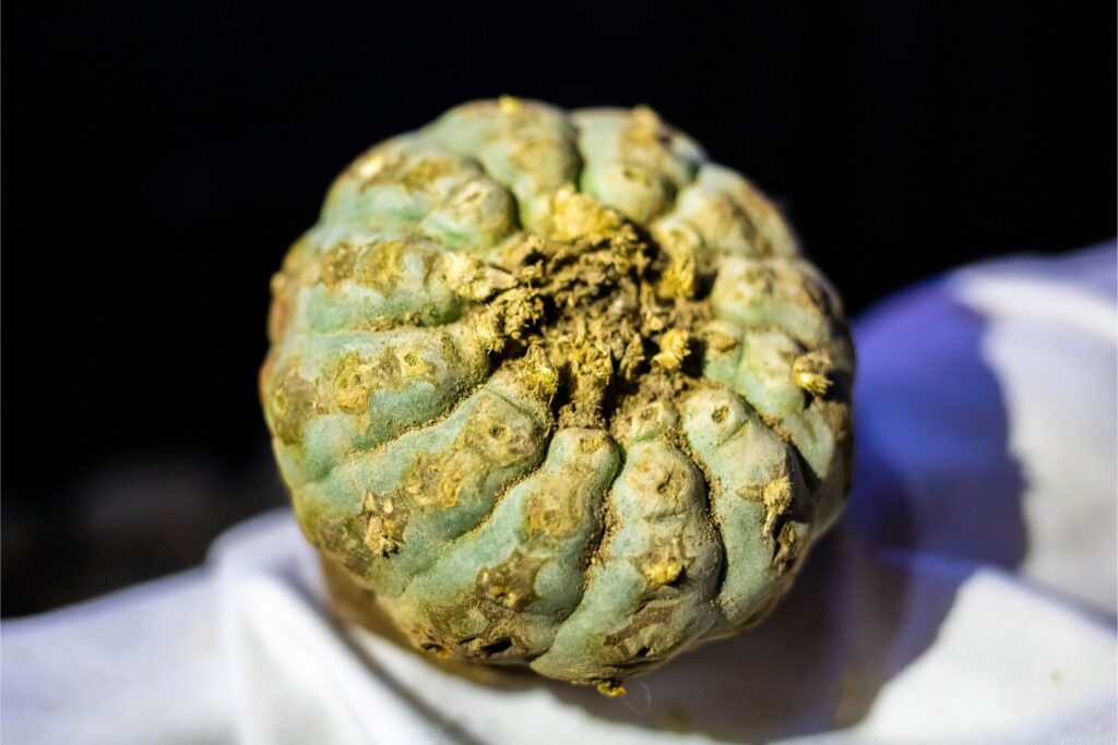 How does the San Pedro cactus affect the brain?