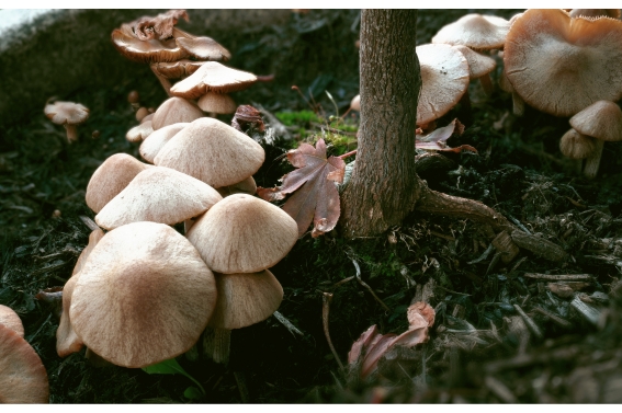 mushrooms for a Primal Focus blog on magic mushrooms and how psilocybin shapes the mind